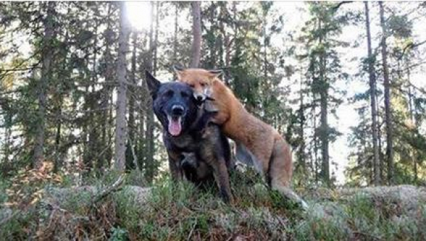 Hans Hund Forsvandt Hver Dag Ind I Skoven Da Dens Ejer Til Sidst Opdagede Hvem Den Mødte 