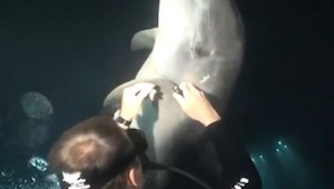 De var ude at dykke, da de så at delfinen viste dem noget. Heldigvis kunne han h