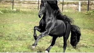 Det siges, at det er verdens smukkeste hest. Efter at have set denne optagelse m