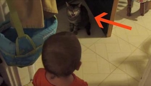 Mor optog sin baby snakke med katten. Kattens reaktion efter 10 sekunder? Uvurde