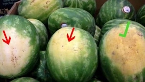Sådan vælger man den bedste vandmelon. Dette lille trick lærte jeg af en landman