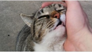 Du skal vide, hvad det betyder i virkeligheden, når din kat prøver at bide dig!
