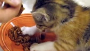 Den lille kat forsvarer indestængt sin madskål. Se her, hvad den gør. Jeg fik en