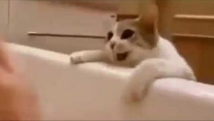 Katten troede, at hans ejer druknede i badekaret. Måden han reagerede på vandt e