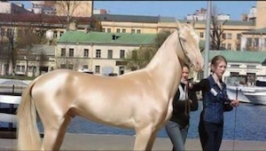 Se her et billede af verdens kønneste hest, som henrykker hele kloden!