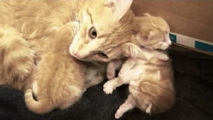 Katten kommer med sine nyfødte unger. Vent til du hører dem snakke! Utroligt!