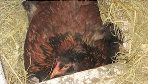 Landmanden var overbevist om at hønen rugede på sine æg – da han kom nærmere kun