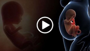 Denne video viser hvad der sker med en kvindes indre organer under graviditeten 