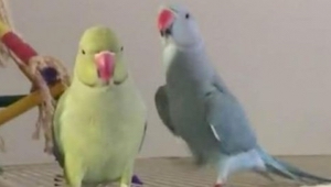 Papegøjen siger hej til sin bror. Hvad broren siger tilbage er forbløffende!