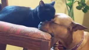 Den adopterede hund blev hurtigt venner med katten. Se hvordan de har det :-)