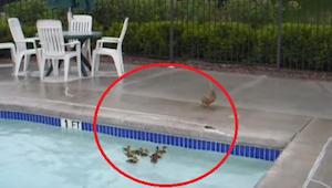 De små ællinger kunne ikke komme ud af svømmebassinet, og deres mor måtte hjælpe