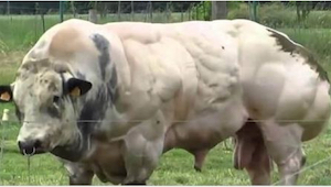 Denne tyr er skabt for at give så meget kød som muligt. Se hvordan det ser ud nå