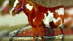 Billedet af hesten forårsagede en storm på internettet, og det er om havd man se