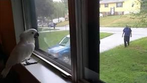 Kakaduen ser sit menneske gennem vinduet. Se her, hvad der sker, da han kommer h