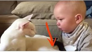 Barnet griber fat i kattens pote. Dyrets reaktion er helt fantastisk!