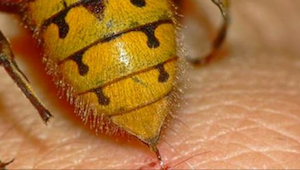 5 effektive måder at skræmme hvepse væk. De holder sig borte fra mig.