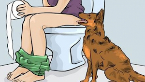 Hvorfor går din hund med dig ud på badeværelset – årsagen er langt mere betydnin