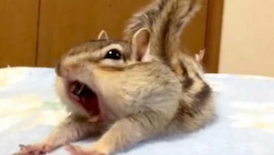 Et egern går amok i nyt sengetøj. Denne video blev et hit på internettet og er b