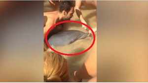 Delfin svømmer op til stranden for at bede om hjælp. Du forstår hurtigt hvad der