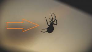 Takket være dette lille trick, forsvinder edderkopper for altid fra dit hjem!