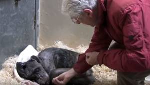 Den 59-årige chimpanse er så syg, at den ikke en gang vil indtage føde. Men så g