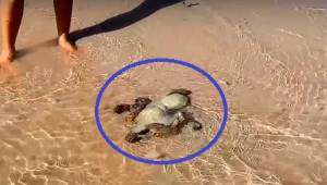 Familien reddede en blæksprutte på stranden. Da de kom tilbage næste dag, blev d