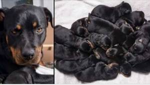 Rottweiler-tævehunden begynder at føde. Efter seks hvalpe erkender hundens ejer,