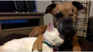 Det er utroligt, hvordan denne hund og kat elsker hinanden!