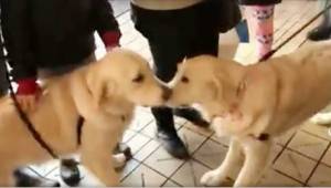 To hunde mødes første gang foran butikken, og løber hen for at hilse på hinanden