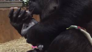 En film som viser det øjeblik, hvor en lille gorillaunge kommer til verden, og h