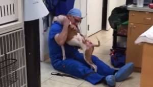 Hunden ser for første gang den dyrlæge, som helbredte den, og genkender ham omgå