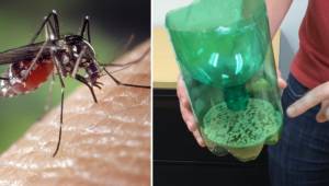 Disse tre enkle ingredienser gør, at man kan blive fri for de myg, der holder ti