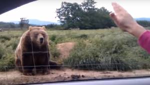 Kvinden i bilen vinkede til bjørnen; se dens uventede reaktion blot et sekund se