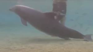 Delfinen opførte sig underligt, da den svømmede rundt tæt på bunden, så opdagede