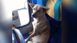 Den herreløse hund stiger ind i bussen og tager en plads. Chaufførens reaktion e