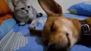 Mens den sov, begyndte hunden af prutte højlydt; Kattens reaktion har fået milli