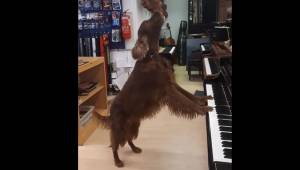 Hunden begynder at spille på klaver, samtidigt med at den synger. Internetbruger
