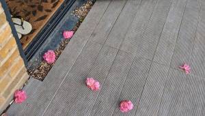 Kvinden fandt hver eneste dag blomster på sin terrasse; til sidst lykkedes det h