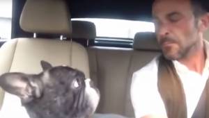 Manden sidder og synger i bilen, men det er hans hund, der stjæler al opmærksomh
