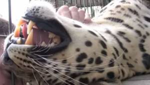 Den frivillige stryger en enorm leopard over pelsen; som svar afgiver dyret den 