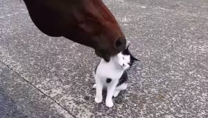 Hesten og katten er bedste venner. Det tror du ikke på? Så se bare på denne her 