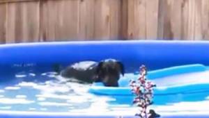 Hunden sniger sig ned i bassinet i haven, men dens reaktion, da den bliver taget