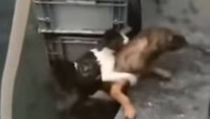 Dyrene hjælper gensidigt hinanden: Den heltemodige hund hjælper katten, som fald
