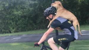 Cyklisten finder en syg og hjemløs hund, og beslutter sig for at hjælpe den. Han