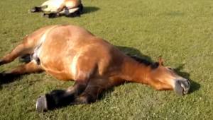 To heste ligger og sover på græsset, men hør blot, hvilke lyde de udstøder; det 