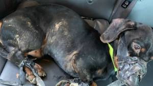 Politiet fandt en gravhund, som var bundet sammen med isoleringstape. Politifunk