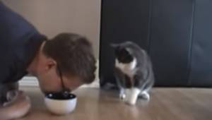 Brilliant reaktion fra katten, ved synet af ejeren som tager maden fra ham!