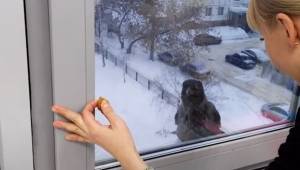  Det som fuglen gør, efter at hun åbnede vinduet for den, er direkte komisk!