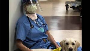Et bevægende billede, der viser, hvordan en hund trøster en sygeplejerske, som e