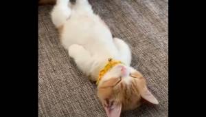Den måde, denne lille kat sover på, har henrykket millioner af internetbrugere. 